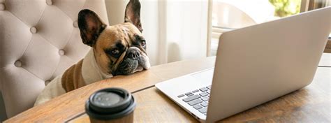 pet insurance low excess